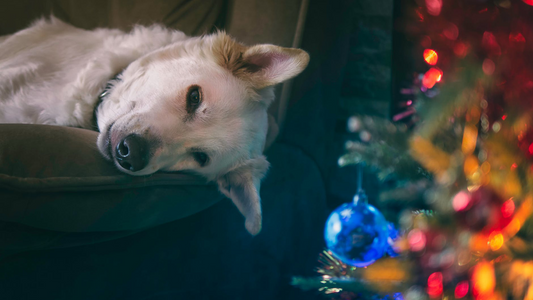 Coffee & Dog Lover's Holiday Shopping Guide
