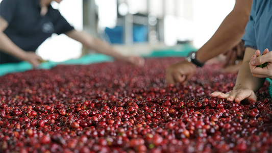 Coffee farmers sorting coffee cherries for processing