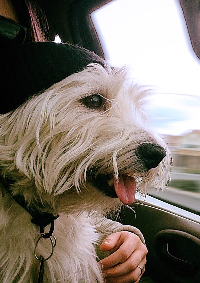 Skip, a Westhighland White Terrier wearing a knit cap while riding in a truck to go adventuring in the mountains.