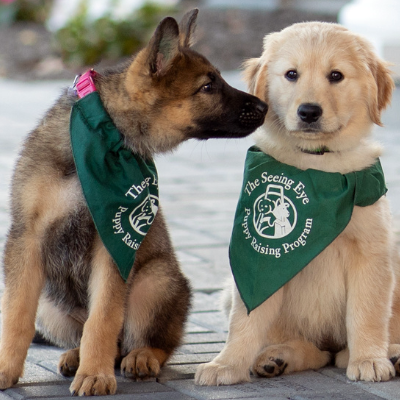 A German Shepherd Seeing Eye puppy sniffs a Golden Retriever Seeing Eye puppy.