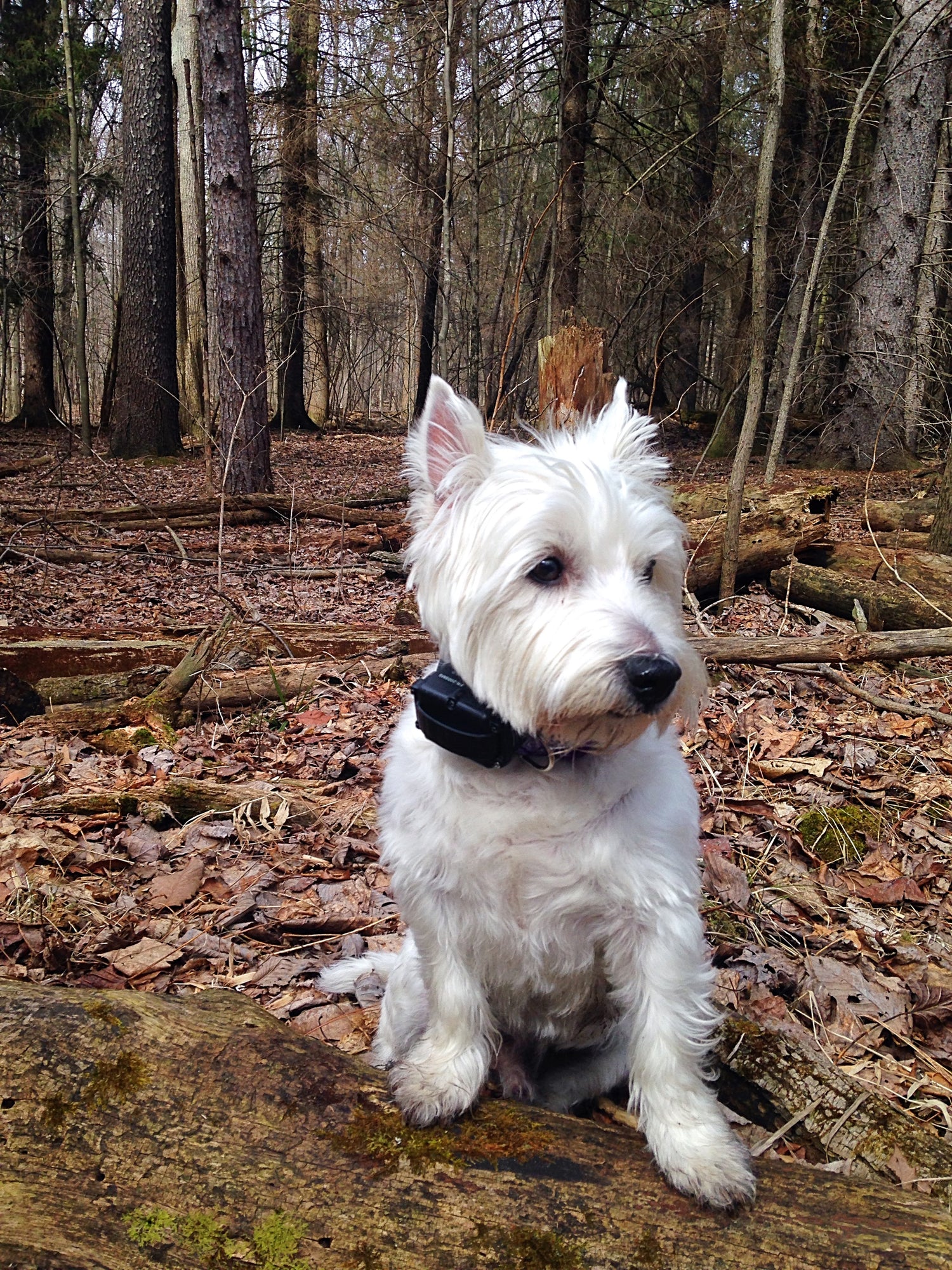 Skip the Westhighland White Terrier, label model, and adventure dog.