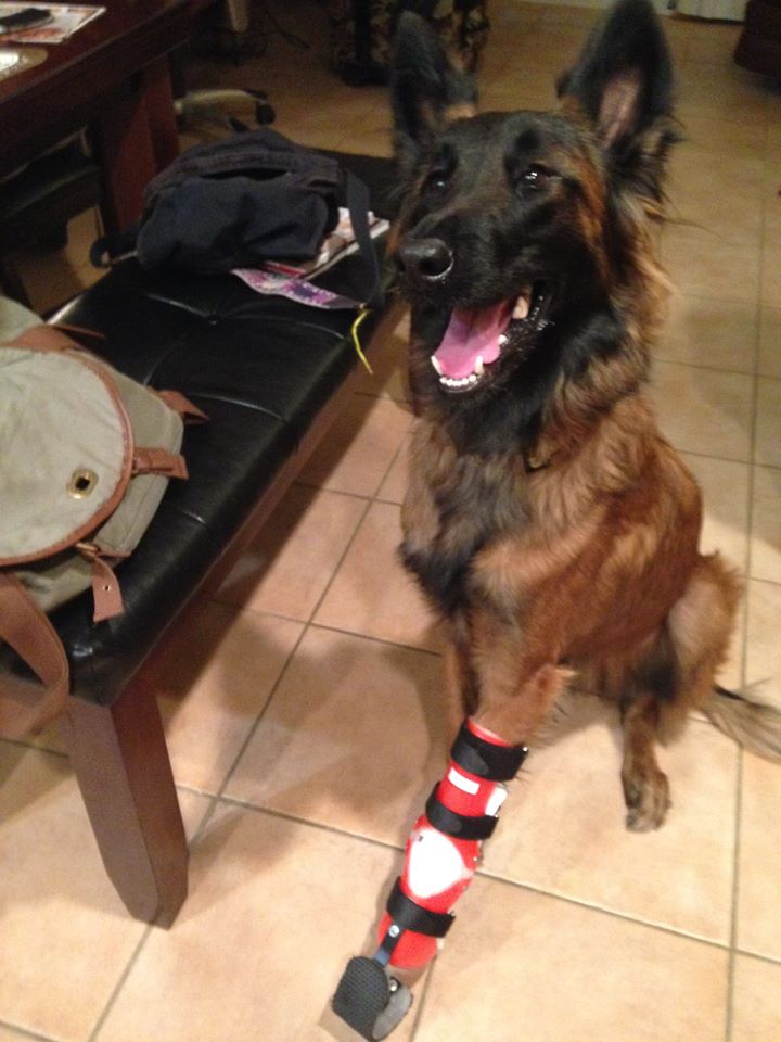 Bear, a handicapable Belgian Tervuren showing off his prosthetic foot, Adventure Dog Coffee Company