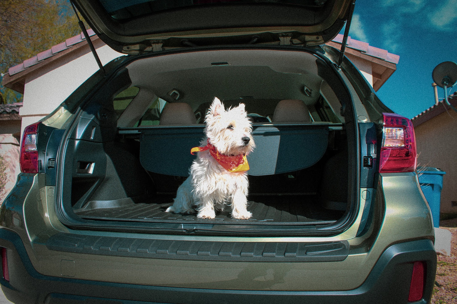 Skip, the Westhighland White Terrier, ready for adventure in the Subaru Outback, Adventure Dog Coffee Company